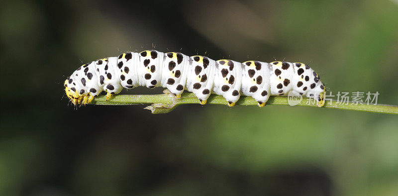 水Betony Moth (Cucullia scrophulariae)毛虫